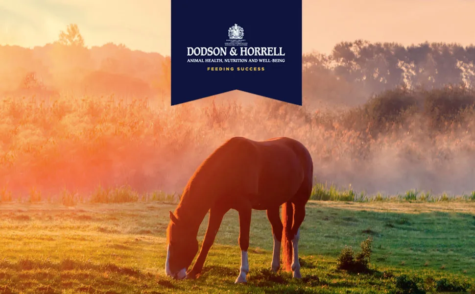 Dodson & Horrell Breath-Free Respiratory Supplement for Horses 1kg 1 kg (Pack of 1) - dodson and horell