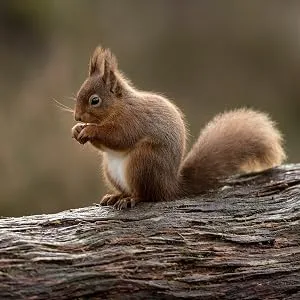 Extra Select Squirrel & Chipmunk Feed In Bucket 1ltr Squirrel & Chipmunk Feed 1 l (Pack of 1) - Image of a squirrel on a log, fed by the natural squirrel food just for squirrels and chipmunks.