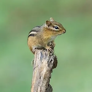 Extra Select Squirrel & Chipmunk Feed In Bucket 1ltr Squirrel & Chipmunk Feed 1 l (Pack of 1) - Picture of chipmunk perching on a pole, one of the many chipmunks that can be fed by this feed.