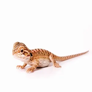 Komodo Natural Sand Natural Substrates Reptile friendly sand Natural Sand Suitable for all reptiles Single - Bearded Dragon