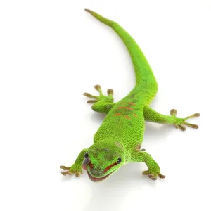 Komodo Natural Sand Natural Substrates Reptile friendly sand Natural Sand Suitable for all reptiles Single - Gecko