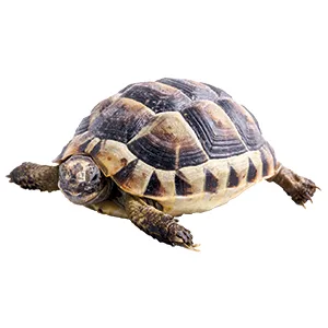 Komodo Natural Sand Natural Substrates Reptile friendly sand Natural Sand Suitable for all reptiles Single - Tortoise