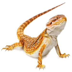 Komodo Coarse Beech Chips Substrate for Reptiles Natural Substrate Reptile Substrate Beech Chips Coarse 6 Litre may vary 6 l (Pack of 1) - bearded dragon