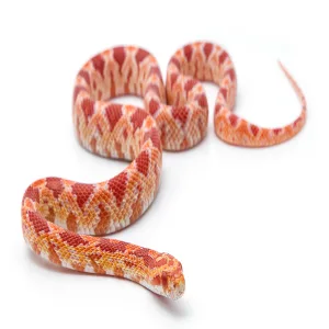 Komodo Coarse Beech Chips Substrate for Reptiles Natural Substrate Reptile Substrate Beech Chips Coarse 6 Litre may vary 6 l (Pack of 1) - corn snake