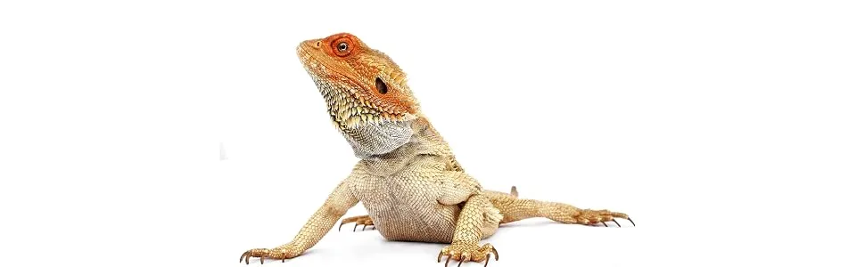 Pettex Reptile Substrate Tortoise Soil Bedding 10 L - product information 1