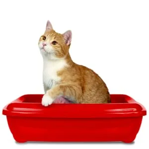 Simple Solution Cat Litter Freshener with Enzymatic Cleaning Granules 600 g Granules 600 g (Pack of 1) - product information 2