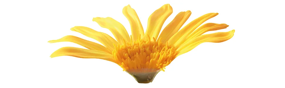 Weleda Arnica Massage Balm 50 ml 50 ml (Pack of 1) - plant