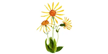 Weleda Arnica Massage Balm Traditional Herbal Remedy by Weleda - 200ml 200 ml (Pack of 1) - plant