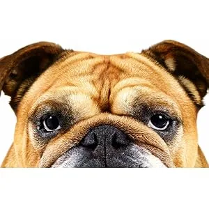 Bulldog Original Beard Shampoo & Conditioner for Men (1 Pack 200 ml) 2 in 1 Beard Shampoo and Conditioner - product information 1