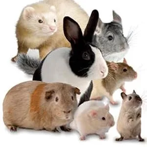 Mark & Chappell Limited - Care immune to small animals - group