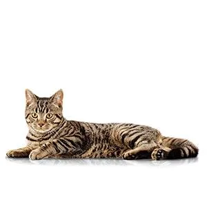 PRO PLAN VETERINARY DIETS OM Obesity Management Dry Cat Food 1.5kg (Pack of 4) - product information 9