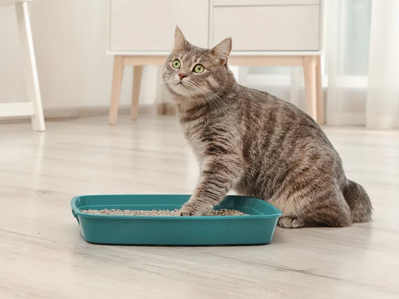 Amazon Brand - Lifelong Clumping Corn Cat Litter Unscented 10 L (Pack of 1) - product information 2