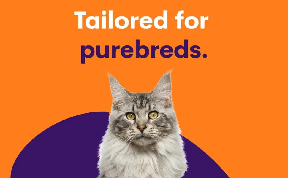 ORIVET Cat Breed DNA Test - 1 Pack | Comprehensive Genetic Health Screening & LifePlan | At Home Cheek Swab | Accurate & Fast Results - Orivet