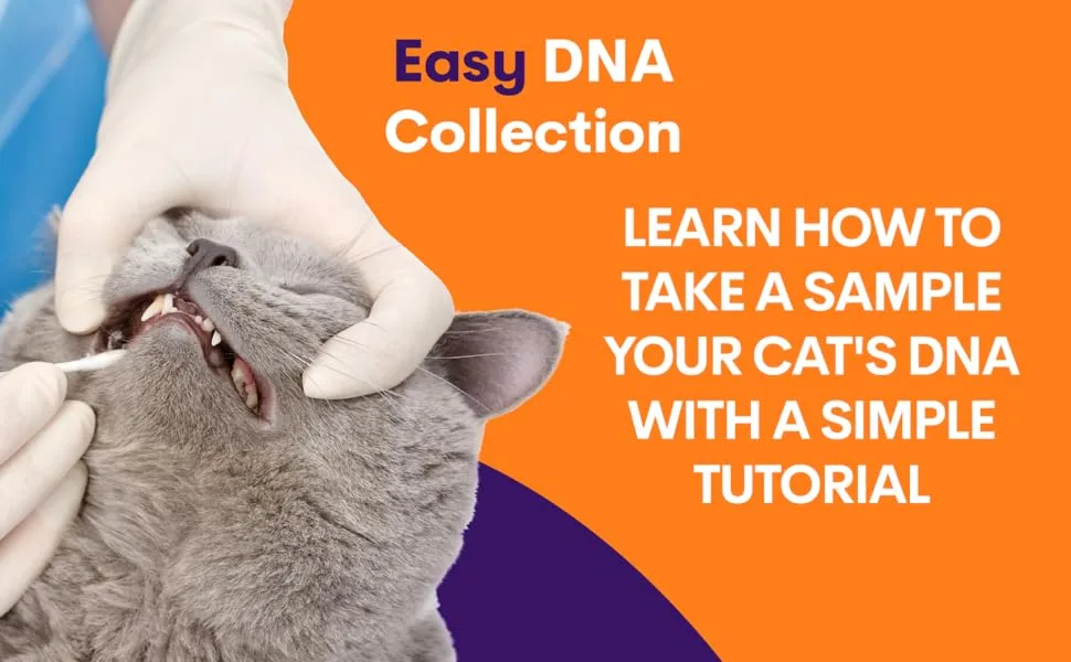 ORIVET Cat Breed DNA Test - 1 Pack | Comprehensive Genetic Health Screening & LifePlan | At Home Cheek Swab | Accurate & Fast Results - Orivet