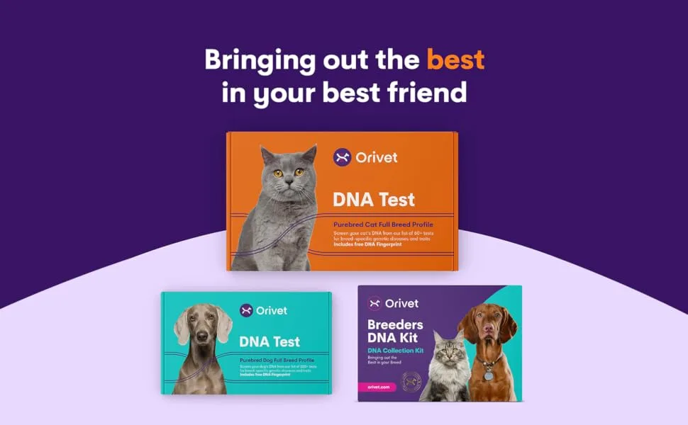 ORIVET Cat Breed DNA Test - 1 Pack | Comprehensive Genetic Health Screening & LifePlan | At Home Cheek Swab | Accurate & Fast Results - Orivet