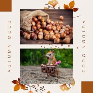 AgnesGP Hazelnuts In Shells for Wild Birds and Squirrels (5Kg Sack Included) - Nutrient-Rich Snack for Your Backyard Friends - A Feast for Feathery Patrons and Furry Foragers