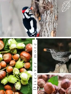 AgnesGP Hazelnuts In Shells for Wild Birds and Squirrels (5Kg Sack Included) - Nutrient-Rich Snack for Your Backyard Friends - Join Us in Honoring the Natural World