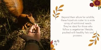 AgnesGP Hazelnuts In Shells for Wild Birds and Squirrels (5Kg Sack Included) - Nutrient-Rich Snack for Your Backyard Friends - Versatile and Nutritious