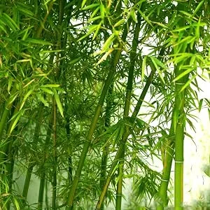GeekerChip Bamboo Toothbrush 10 Colors Bamboo Toothbrush Natural Soft Bristles Ecological and 100% Biodegradable 10 count (Pack of 1) - product information 3