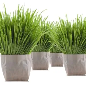 purr paw Cat Grass x4 Pack (Starts Growing in 5 Days) - Just Add Water - cat grass x 4