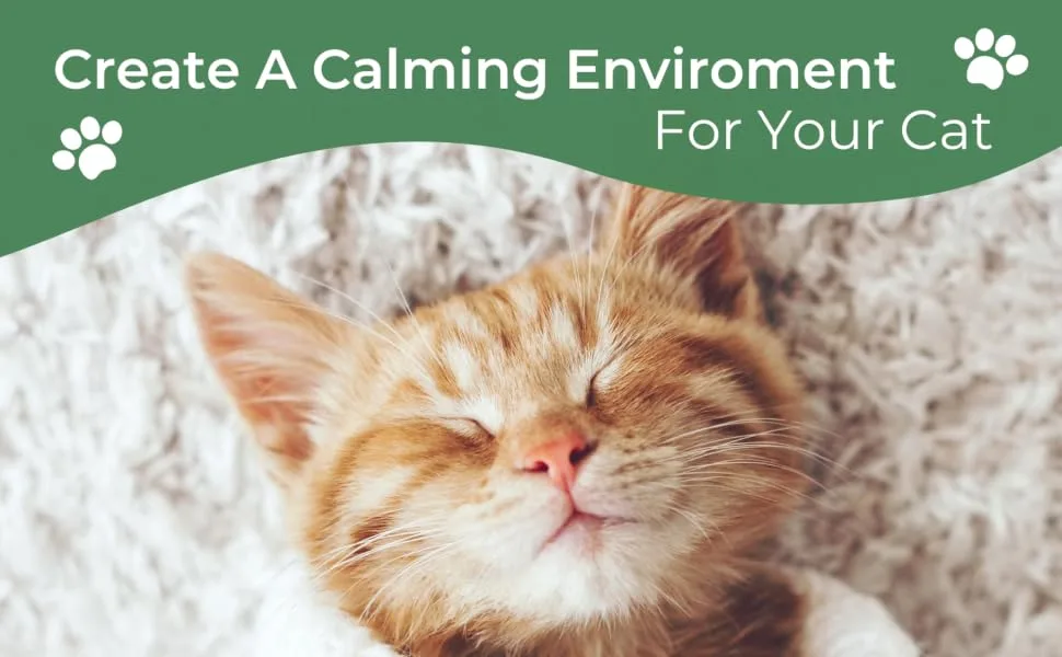 Daintry Cat Calming pack of two Refills for Diffuser With Sunflower Smell .Diffuser not included - The Cat is relaxed and calm and feels Safe