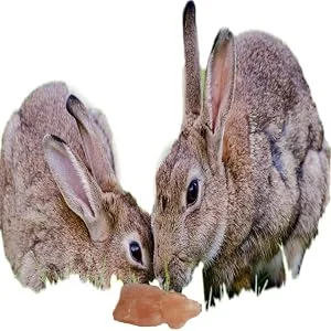 Himalayan Rock Salt Lick For Small Animal/Pet Licks Hanging -86gram- 2 cube salt(PACK OF 12) - RABBITS