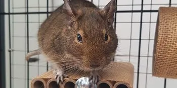 Good Degu Rice puffs- Degu treats 3-pack - Look at his face
