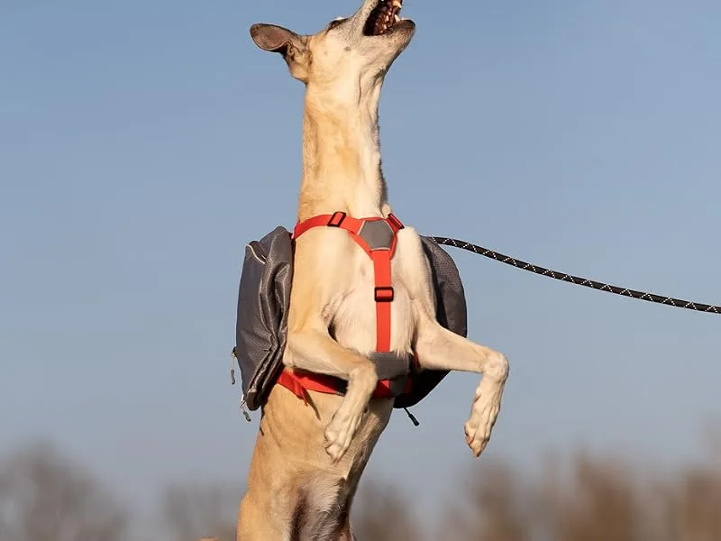 iEnergy MAE Dog Backpack - 2-in-1 Harness with Removable Waterproof Backpack - Small 36 cm L x 25 cm W x 2 cm H - jumping dog with harness