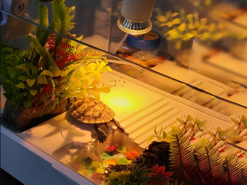 Klarlight 4 Pack Turtle Halogen Bulb 50W E27 UVA UVB Backlight Heater Bulbs for Reptile Lizard Water Turtles Spiders Frogs - UVA UVB Full Spectrum Sun Lamp