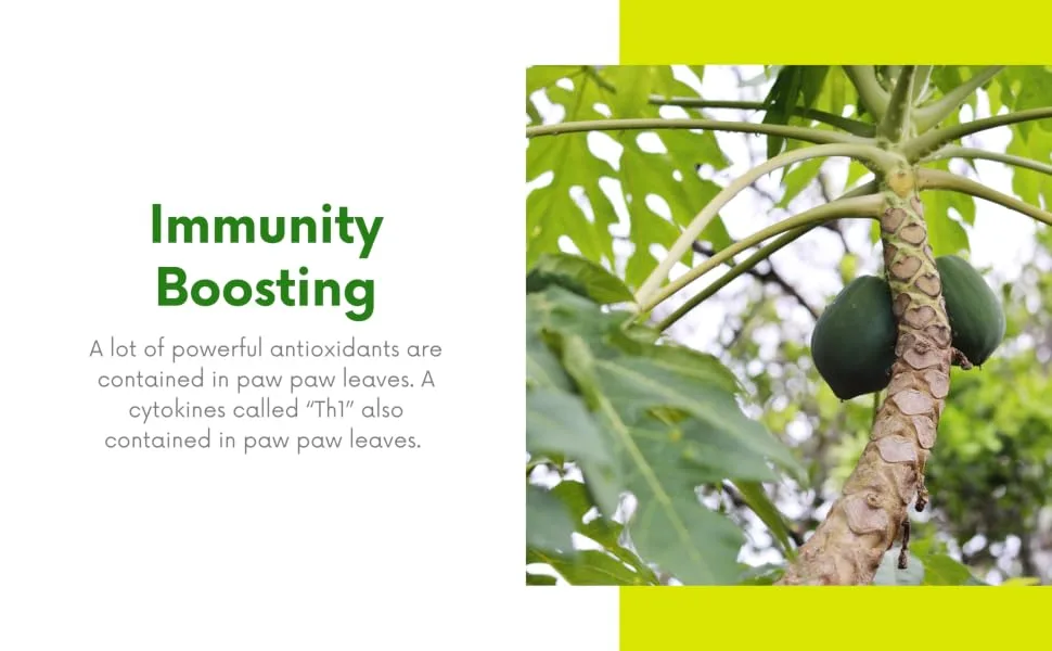 lifetone the tea for better life Papaya leaf tea | Immune system booster | Laxative tea | Detox tea (80 Teabags) - papaya leaf immunity boosting tea antioxidants