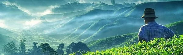 Cherries Organic - valley of tea loose leaf tea oolong black white green pu-erh herbal teas
