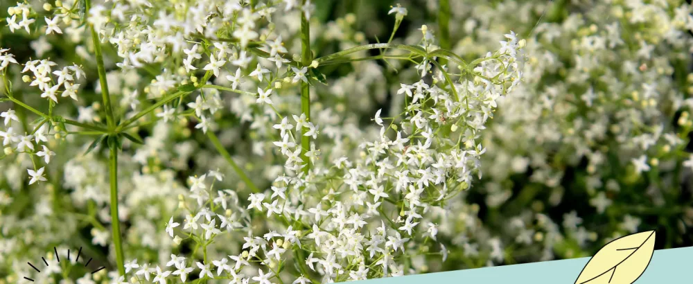 Bedstraw infusion (250g 8.8 oz) bedstraw tea cut gently dried 100% pure and natural 250 GR (8.8 oz) - Lady