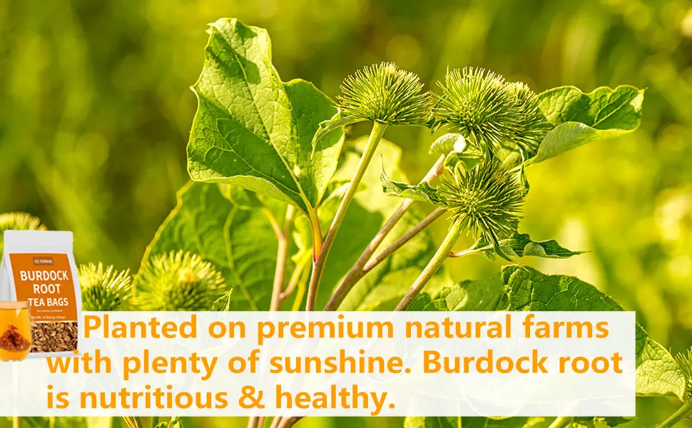Premium Burdock Root Tea Bags 60 Tea Bags (4g 60 Tea Bags).100% Natural Burdock Tea No Additives Caffeine Free. - product information 2