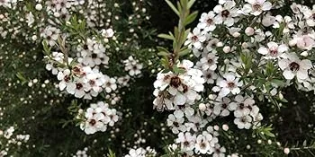 Manuka Doctor 340 MGO Manuka Honey 250 g - Manuka