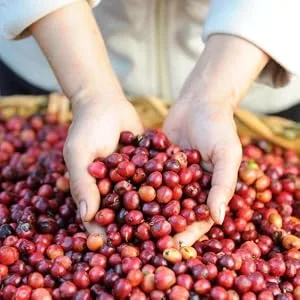 NESCAF Original Instant Coffee 600g Refill Pouch - Sustainable, coffee, bean