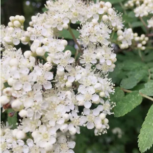 Mimea Elderflowers Dried | 1kg | Quality Ingredients | Great for Gin Distilling | Natural | No Additives | Floral Taste - product information 5