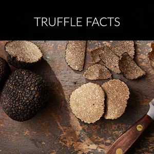 TruffleHunter - Black Truffle Crisps - Gourmet Snack - 100g X3 - Truffle Facts