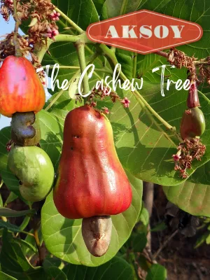  Aksoy Premium Quality Cashews 750g || raw Whole Cashews - Cashew Tree