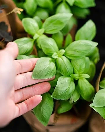Nature's Truth Cranberry Gummies - Cranberry Mango - 60 VEGAN GUMMIES - Non GMO Pledge