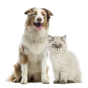 I-DROP VET GEL Eye Drops for Pets - 0.33 Fl Oz. - Dry Eyes