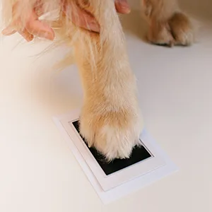 Pearhead 83017 Pawprints Desk Frame Ink White Frame Ink - Schritt 2