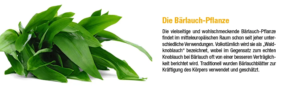 GSE wild garlic extract 50ml high-quality wild garlic drops in organic quality liquid vegan and without additives 100% plant-based - bärlauch