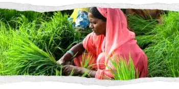 Tilda - Basmati Reis - (1 x 2 kg) - Himalaya