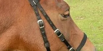 JF-Reitsport Bridle Set Nylon with Reins Bitless Shetland Pony green - Trense am Pferd