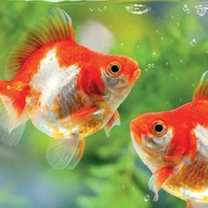 Arquivet orange and brown - Fische