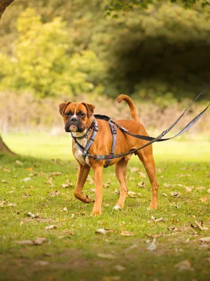Halti active dog leash-grip with neoprene padding 3m reflector tissue and shock absorption.Freehand lines ideal to run with small and medium -sized dogs (size small black) s black - Halti Walking