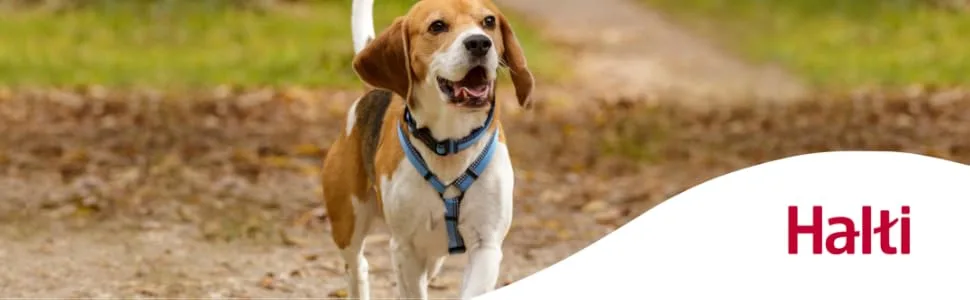 Halti active dog leash-grip with neoprene padding 3m reflector tissue and shock absorption.Freehand lines ideal to run with small and medium -sized dogs (size small black) s black - Halti Walking Header featuring a Beagle wearing a Halti Walking Harness