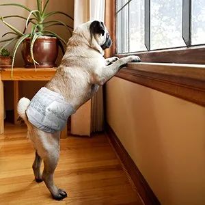 Simple solution disposable dog diapers |Dog diapers with super absorbent leak -proof fit |Uncontrolled urination incontinence or markings in dogs XS - product information 2