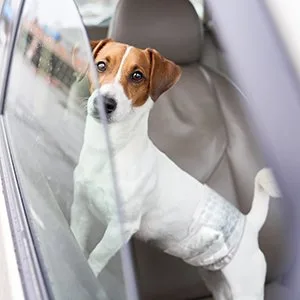 Simple solution disposable dog diapers |Dog diapers with super absorbent leak -proof fit |Uncontrolled urination incontinence or markings in dogs XS - product information 3