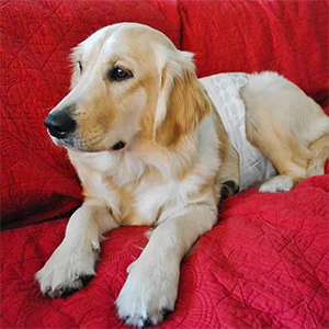 Simple solution disposable dog diapers |Dog diapers with super absorbent leak -proof fit |Uncontrolled urination incontinence or markings in dogs XS - sofa